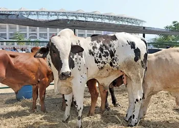 CCGSA afina arestas para abertura da 21ª edição da feira agropecuária da Huíla