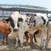 CCGSA afina arestas para abertura da 21ª edição da feira agropecuária da Huíla