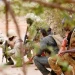 Ataque islamita faz pelo menos 50 mortos em base militar do Burkina Faso
