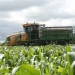 Agricultores querem aumentar áreas de cultivo na safra 2025/2026