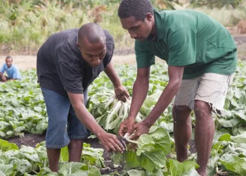 IDA prevê inserir mais de nove mil jovens no agro-negócio até 2026