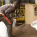 Uíge reforça produção de café para atender empresas estrangeiras e recuperar prestígio