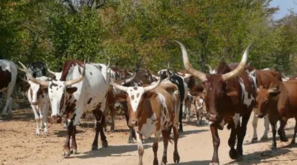Apreendida viatura com nove cabeças de gado de origem namibiana na província do Cunene