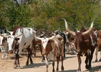 Apreendida viatura com nove cabeças de gado de origem namibiana na província do Cunene