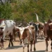 Apreendida viatura com nove cabeças de gado de origem namibiana na província do Cunene
