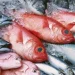 Ministra das Pescas rejeita venda de duas empresas do sector