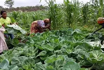 ‎Cuando prevê produção de mais de 100 mil toneladas de produtos do campo na campanha 2025/2026