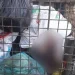 Recém-nascido encontrado morto no interior de um contentor de lixo na Samba
