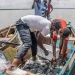 Pesca ilegal gera prejuízo de 500 milhões de dólares ao Estado