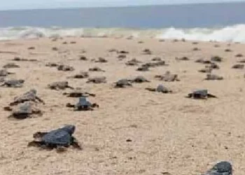 Pesca e falta de fiscalização fazem reduzir população de tartarugas marinhas em Angola