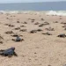 Pesca e falta de fiscalização fazem reduzir população de tartarugas marinhas em Angola