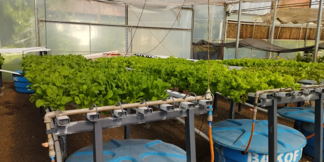 Gabinete da Agricultura e Pescas de Luanda capacita técnicos sobre produção em Hidroponia‎