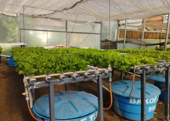 Gabinete da Agricultura e Pescas de Luanda capacita técnicos sobre produção em Hidroponia‎