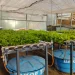 Gabinete da Agricultura e Pescas de Luanda capacita técnicos sobre produção em Hidroponia‎