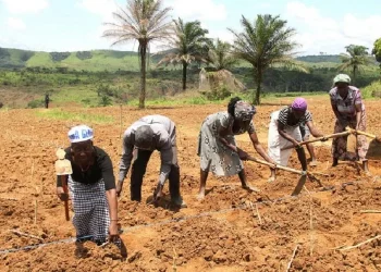 Agricultores queixam-se da burocracia para obtenção de títulos de terra