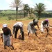 Agricultores queixam-se da burocracia para obtenção de títulos de terra