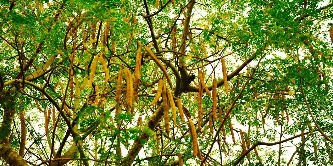Países Baixos mostram interesse na exportação da moringa de Angola