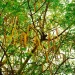 Países Baixos mostram interesse na exportação da moringa de Angola