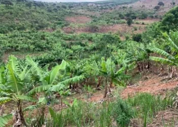 Agricultores da Yambala em Benguela queixam-se de falta de vias para escoar