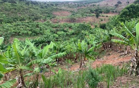 Agricultores da Yambala em Benguela queixam-se de falta de vias para escoar