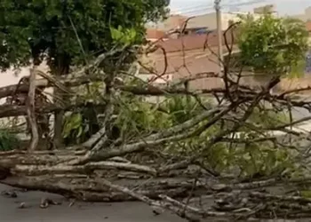 Queda de árvore no Uíge causa morte a uma mulher grávida