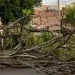 Queda de árvore no Uíge causa morte a uma mulher grávida