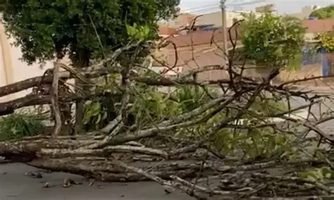 Queda de árvore no Uíge causa morte a uma mulher grávida