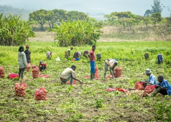 Agricultores do Lépi produzem 265 toneladas de batata-rena com apoio da Campo Verde