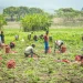 Agricultores do Lépi produzem 265 toneladas de batata-rena com apoio da Campo Verde