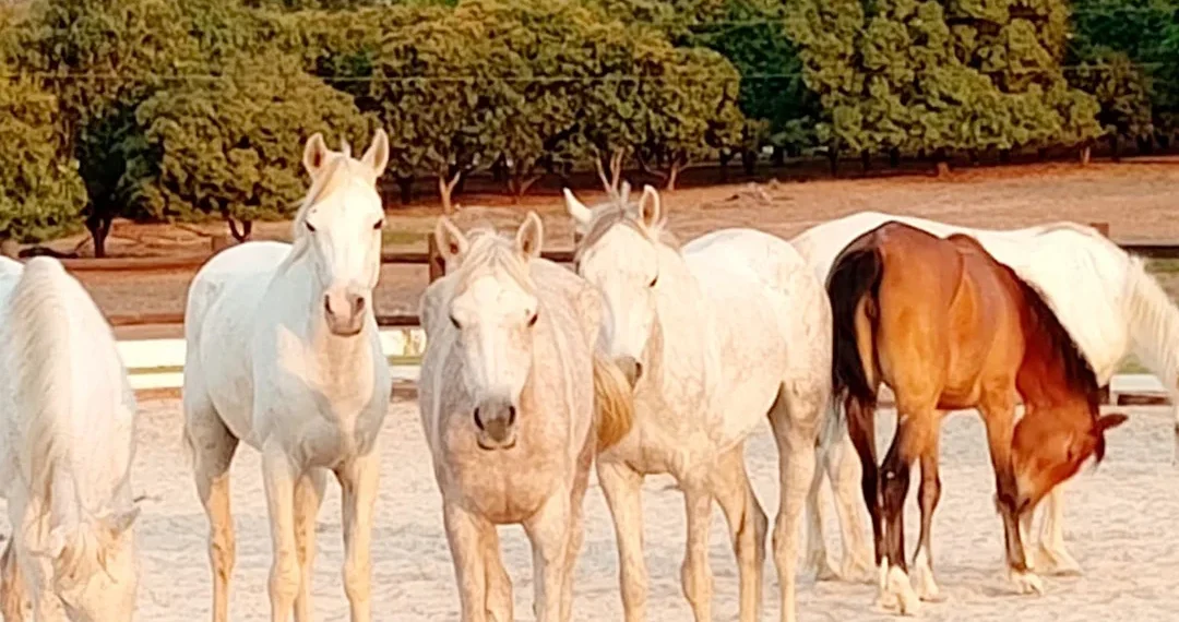 Chegada de 21 cavalos endurance marca nova era do desporto equestre