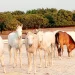 Chegada de 21 cavalos endurance marca nova era do desporto equestre