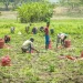 Países Baixos procuram oportunidades de investimento no agro-negócio em Angola