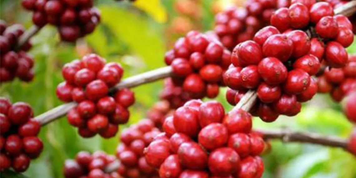MINAGRIF estimula produção de café no Moxico com entrega de cerca de três mil mudas