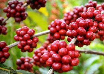 MINAGRIF estimula produção de café no Moxico com entrega de cerca de três mil mudas