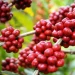 MINAGRIF estimula produção de café no Moxico com entrega de cerca de três mil mudas