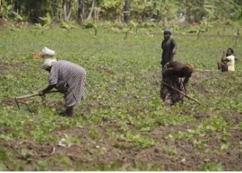 ADRA apoia 653 camponeses na campanha agrícola
