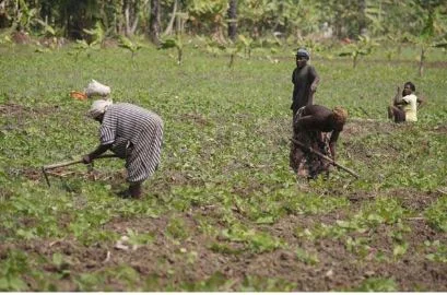ADRA apoia 653 camponeses na campanha agrícola