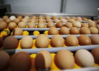 Angola concretiza primeira exportação de ovos fertilizados para o Uganda