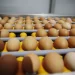 Angola concretiza primeira exportação de ovos fertilizados para o Uganda