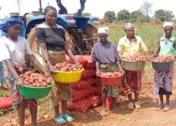 Produtores agrícolas do Capelongo desanimados com o mau estado da EN 280