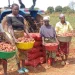 Produtores agrícolas do Capelongo desanimados com o mau estado da EN 280