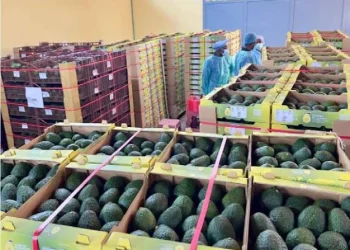 Exportação de abacate para os Países Baixos marca nova fase do “bilionário” corredor do Lobito