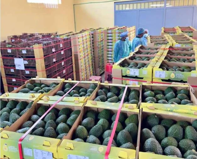 Exportação de abacate para os Países Baixos marca nova fase do “bilionário” corredor do Lobito