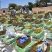 PAM leva ajuda alimentar a mais de 250 famílias carenciadas em Quipungo