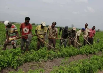 Agricultores clamam por mais apoios do Governo para aumentar a produção na Huíla