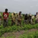 Agricultores clamam por mais apoios do Governo para aumentar a produção na Huíla