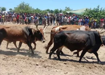 Criadores tradicionais de gado queixam-se de falta de vacinas na Huíla