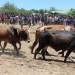 Criadores tradicionais de gado queixam-se de falta de vacinas na Huíla