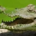 Cabeça de Crocodilo do Nilo encontrada no rio Cuebe