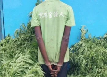 Cidadão detido por cultivo de mais de 200 plantas de liamba no Cuanza-Sul
